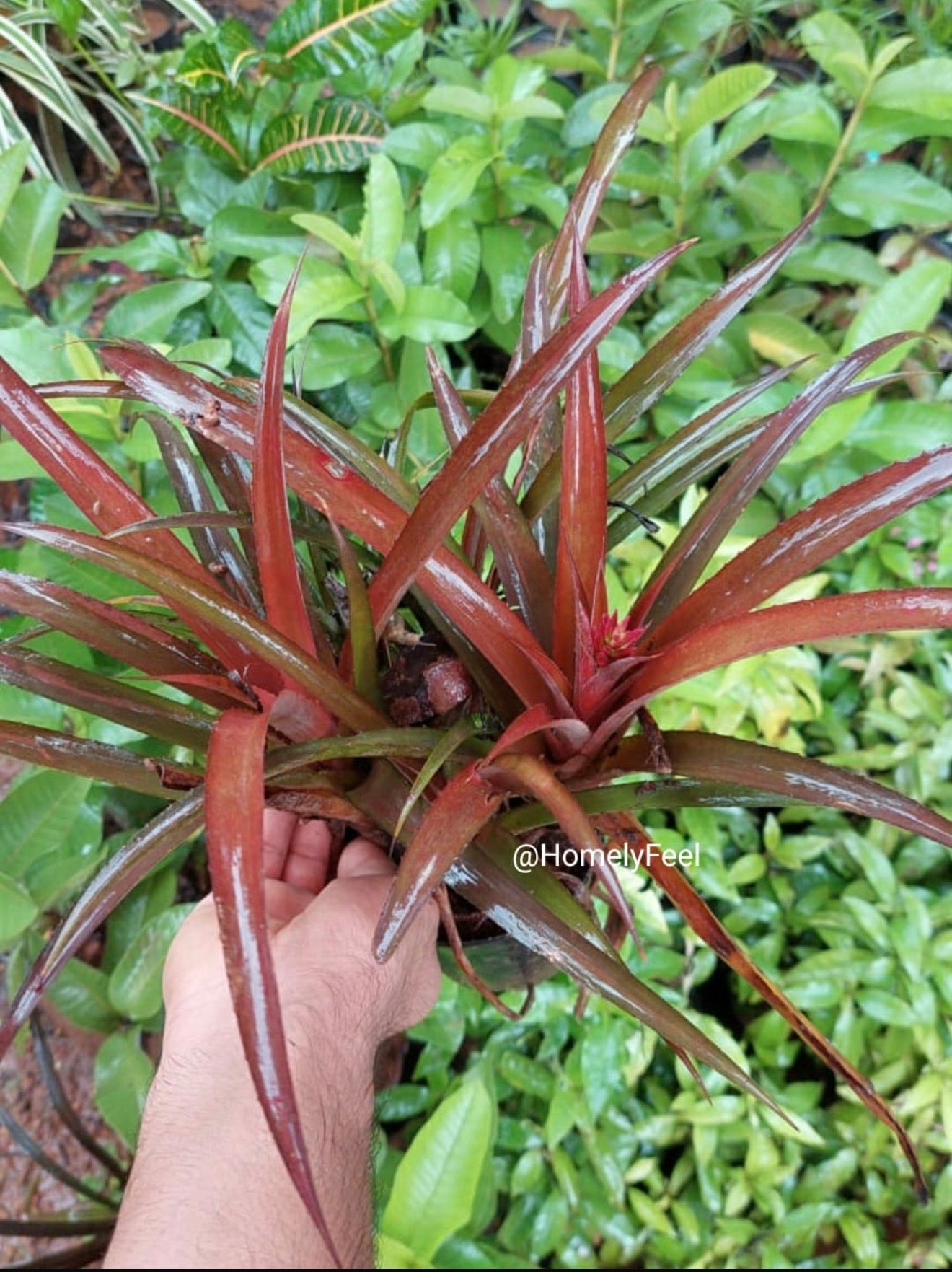 Ornamental Pineapple Miniature Red(single shoot)