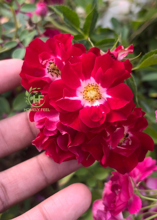 Creeper Rose Winky Girl(own rooted)
