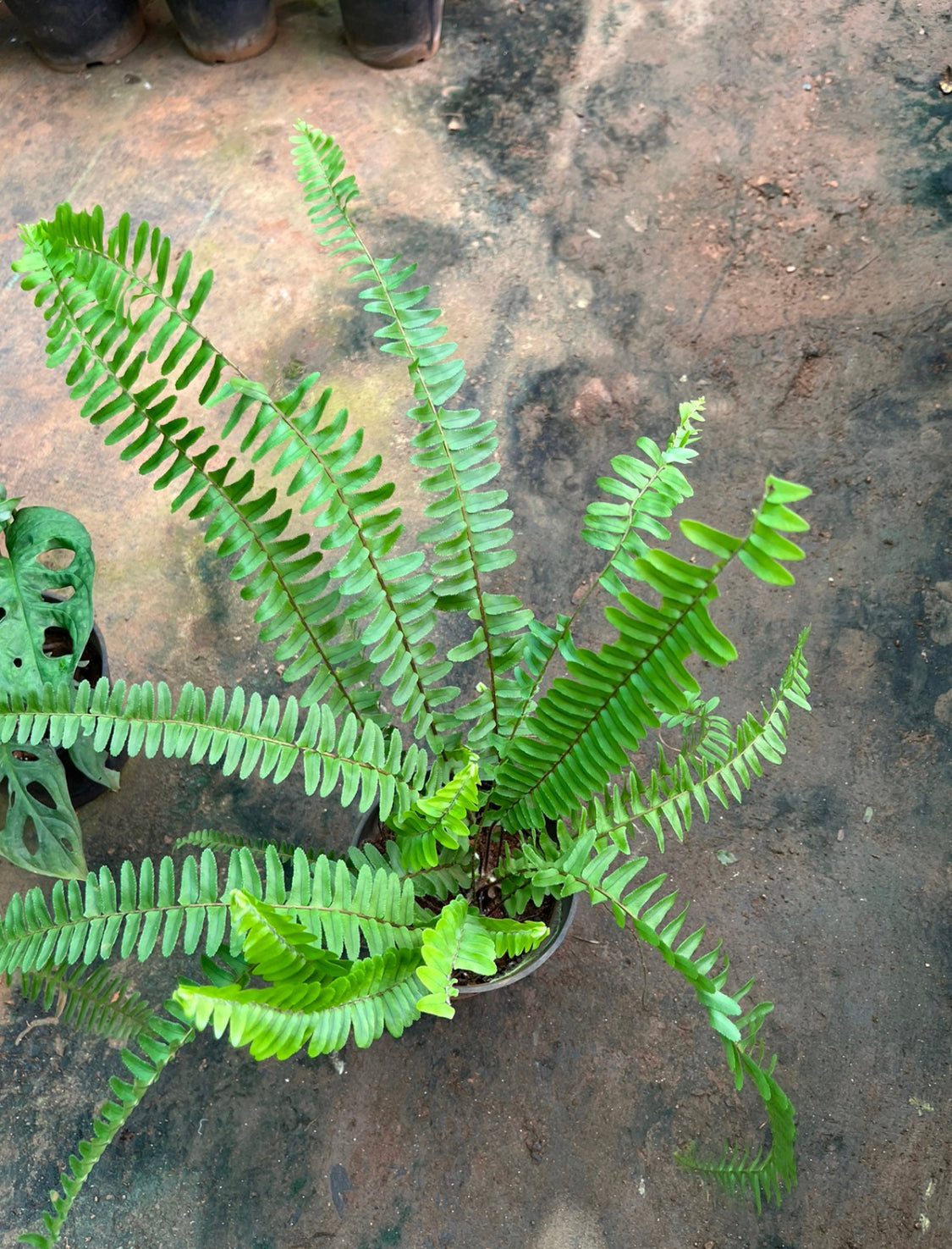 Boston Fern