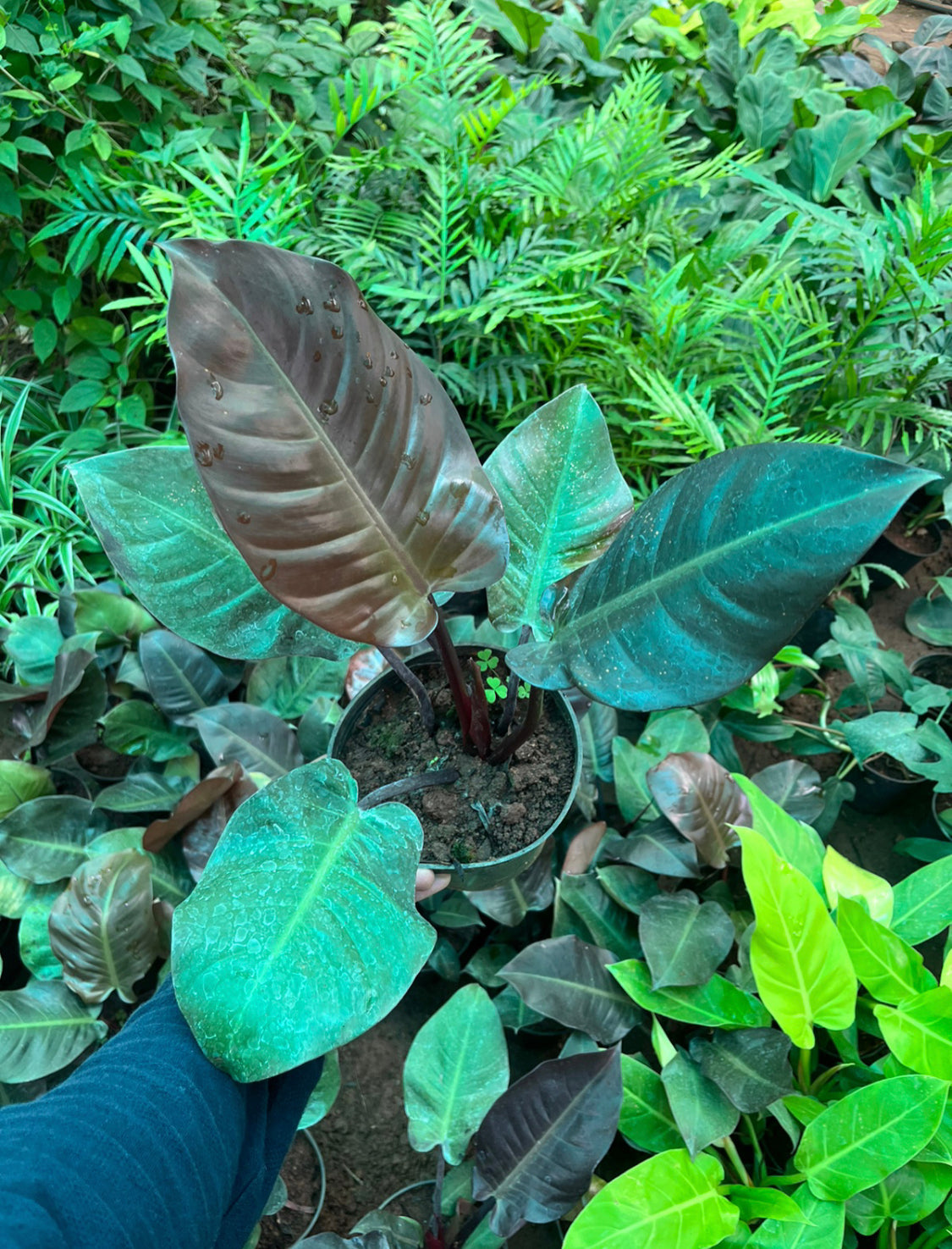 Philodendron black cardinal
