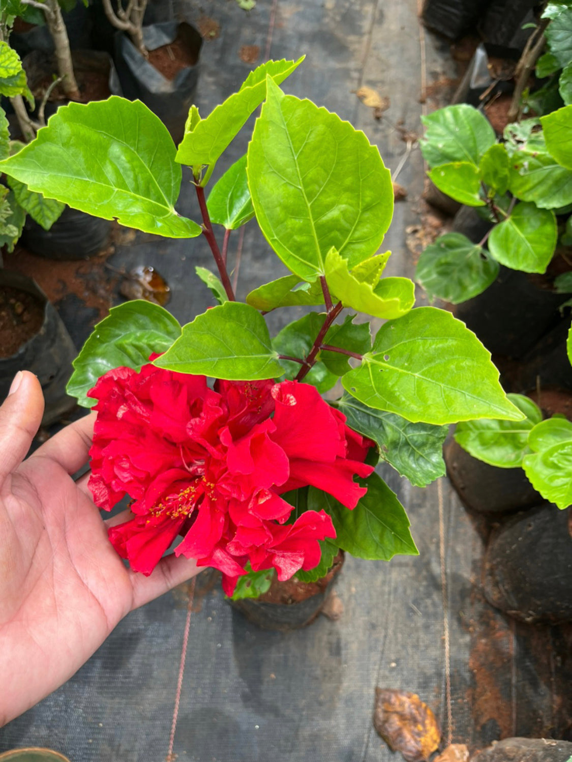 Hibiscus Red Multipetal Hybrid Big Flower-Code 2