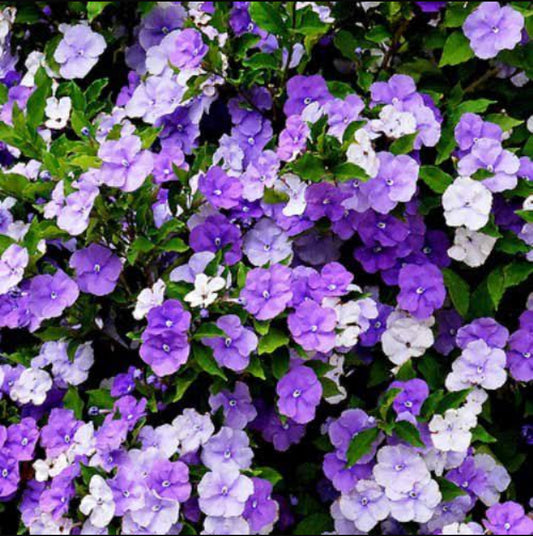 Yesterday Today Tomorrow (Scented Nadan/Desi Variety)