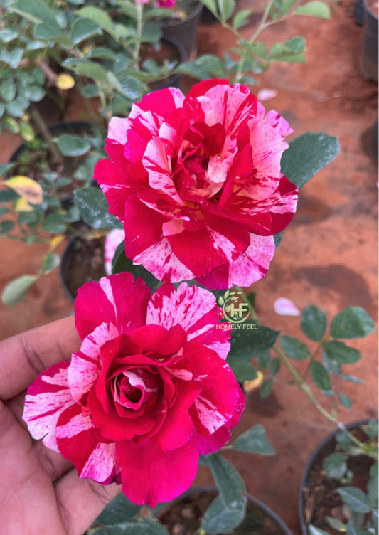 Scentimental Rose(Own Rooted)