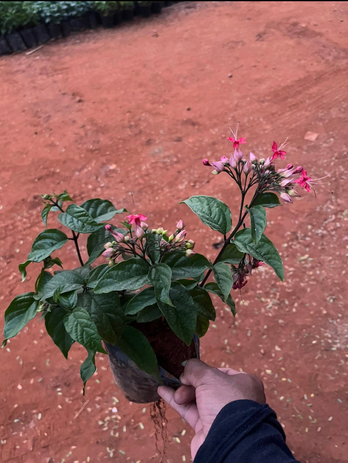 Bleeding Heart pink+red