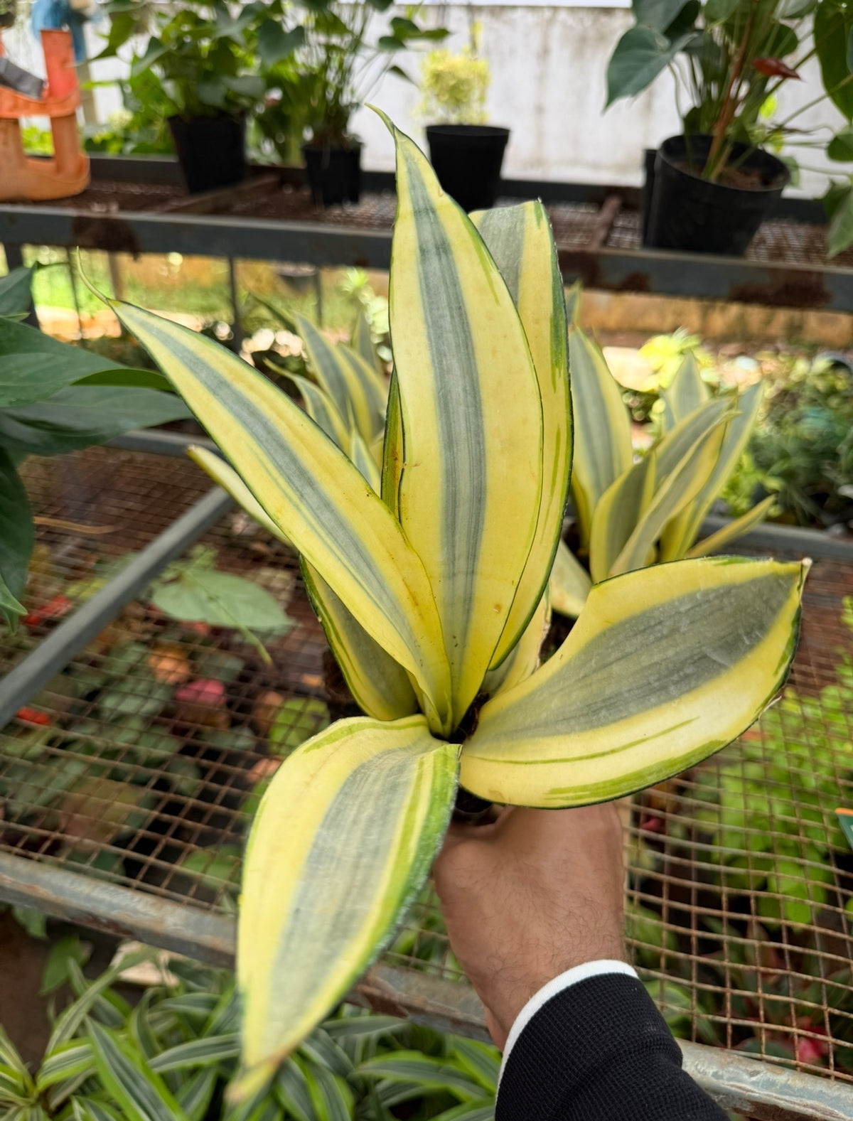 Sanseveria Gold Dust