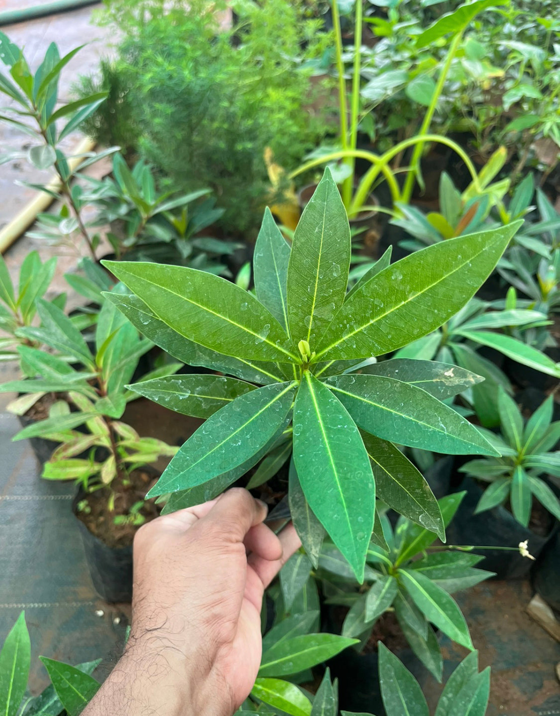 Products – Page 17 – HomelyFeelGardens