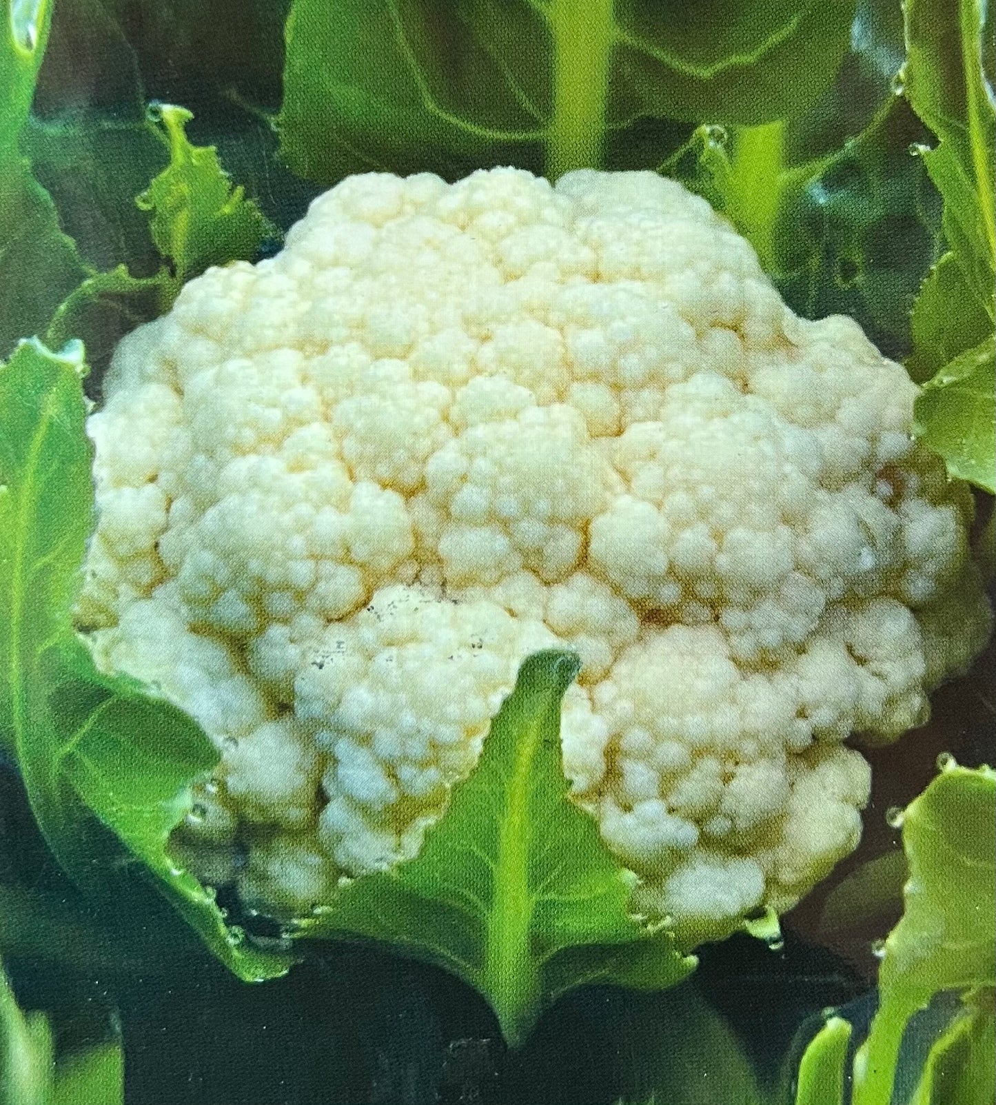 Cauliflower (കോളിഫ്‌ളവർ )seed