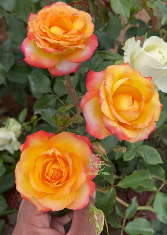 Culcutta Rose