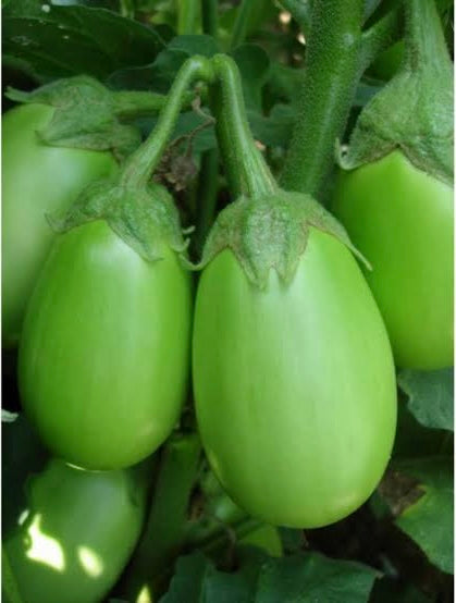 Brinjal Round Green(ഉണ്ട വഴുതന)seed