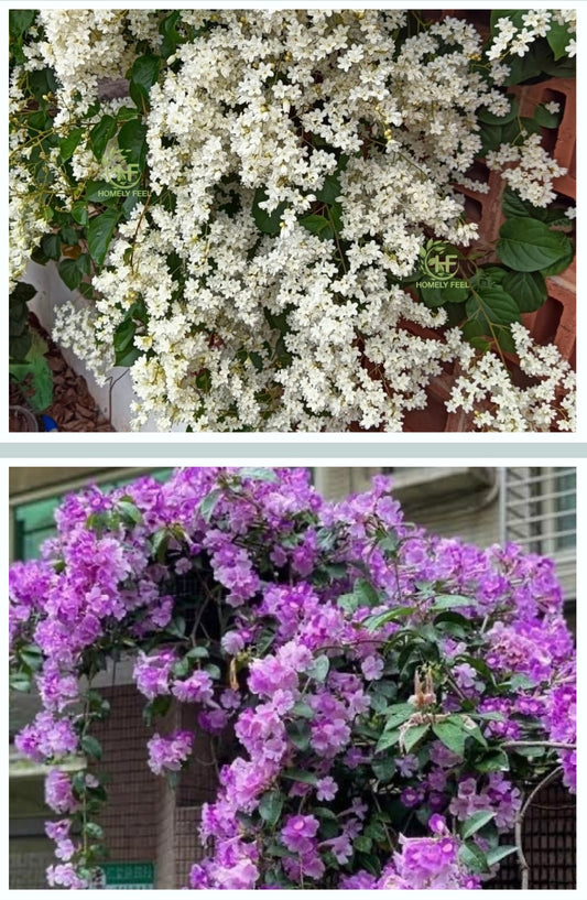 Manimulla & Garlic vine combo
