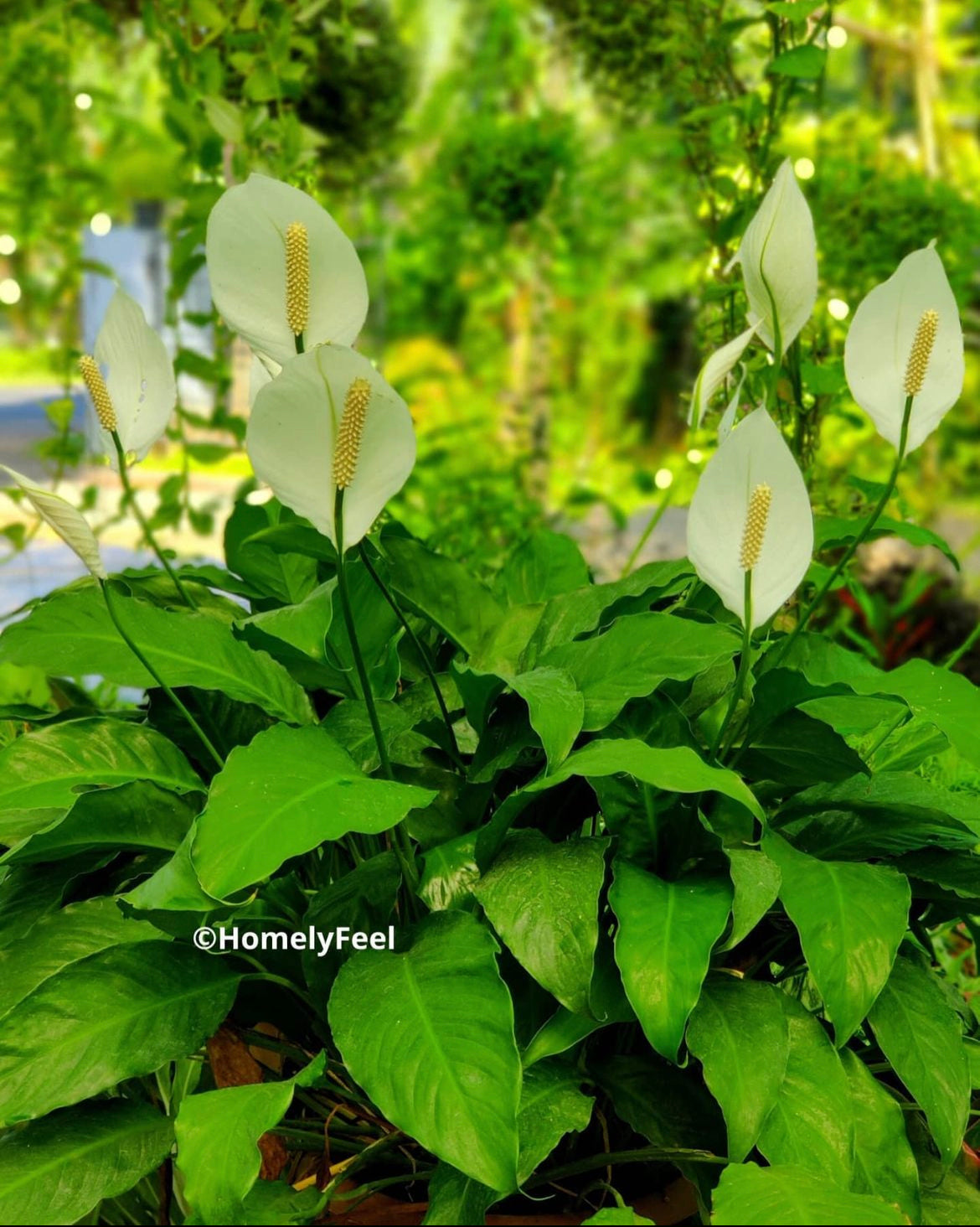 Peace Lilly(Spathiphyllum)