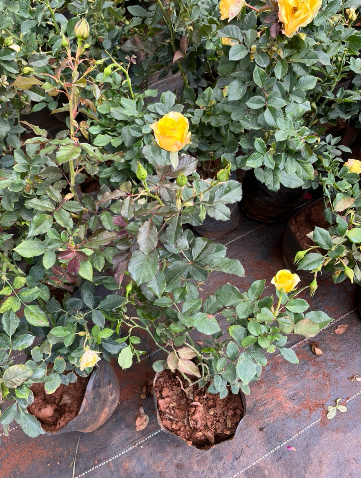 Mango Yellow Rose