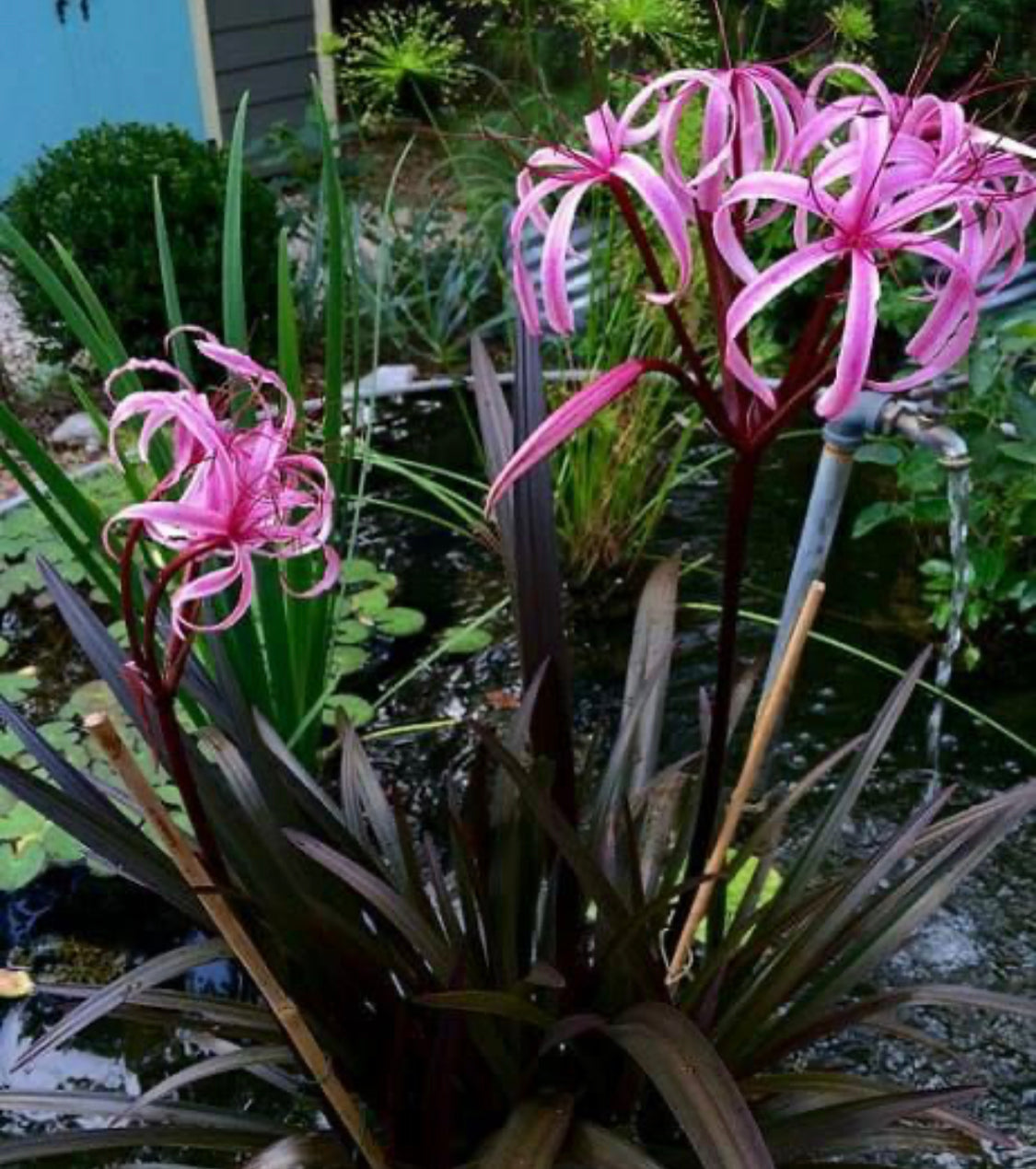 Crinum lilly