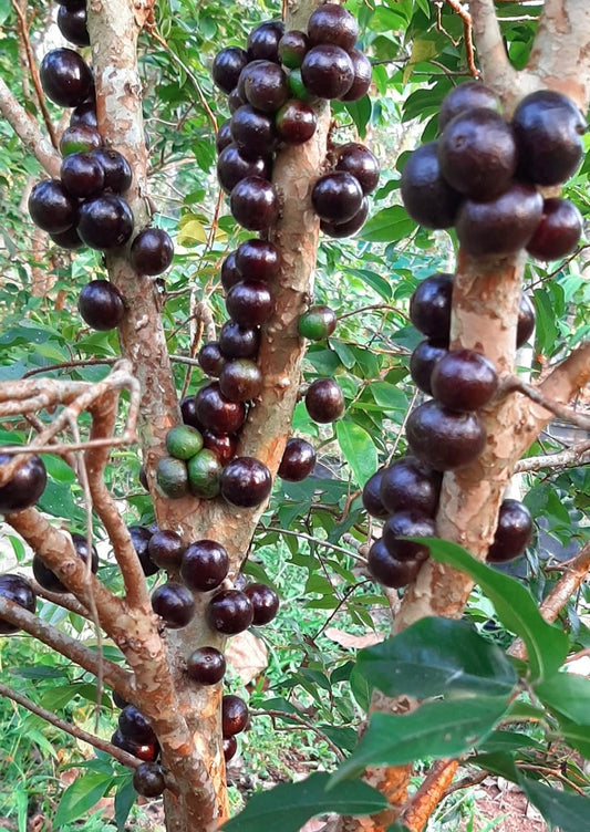 Jaboticaba Red Hybrid(Layered)