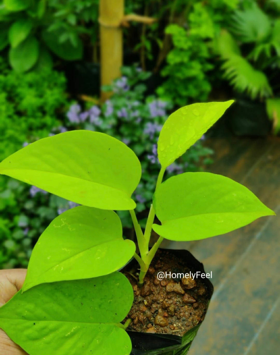 Neon Pothos(single shoot)