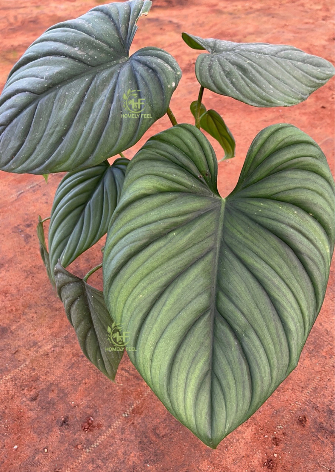 Philodendron SP Colombia