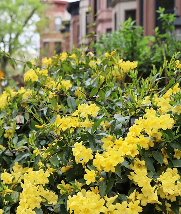 Yellow Jasmine
