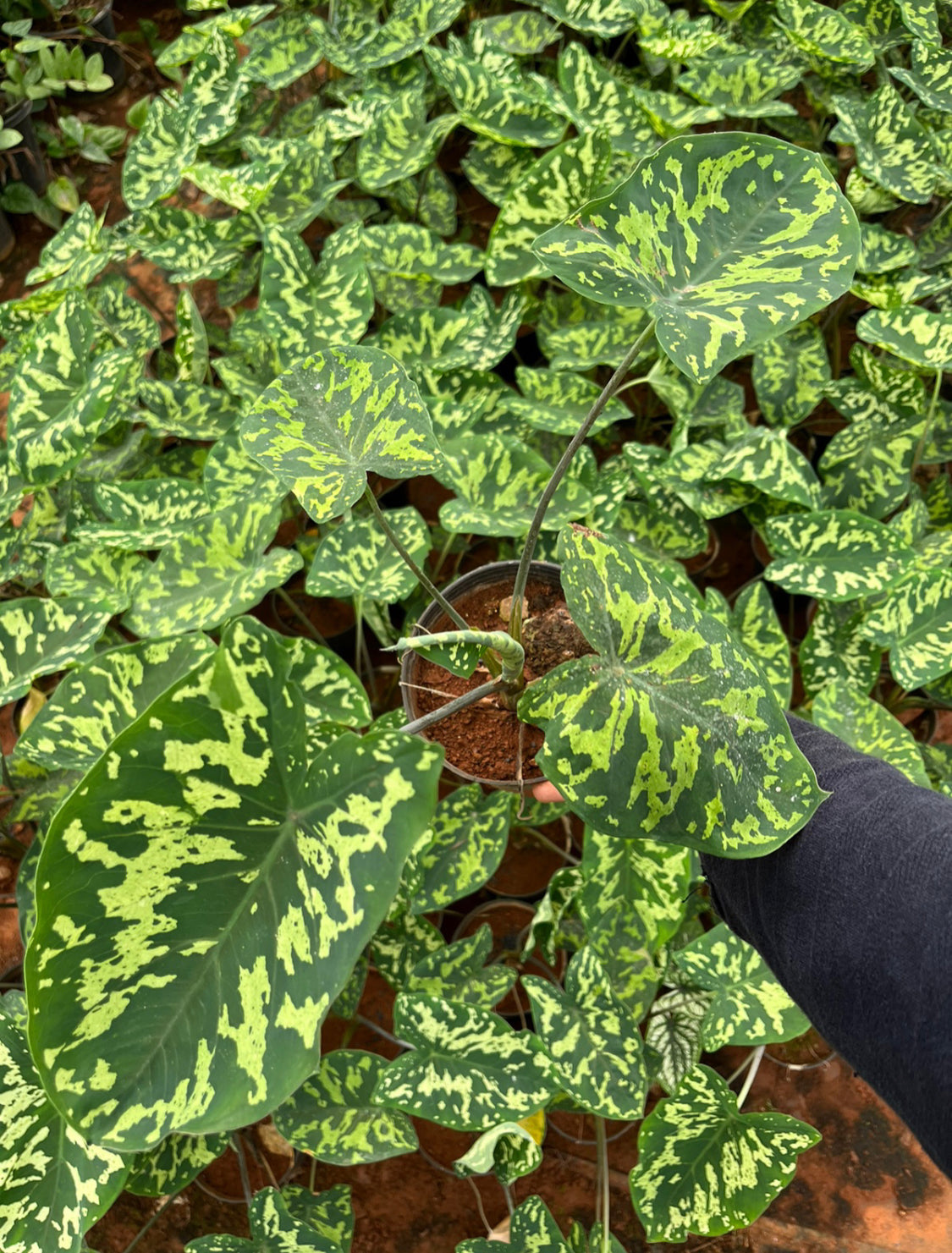 Caladium Army