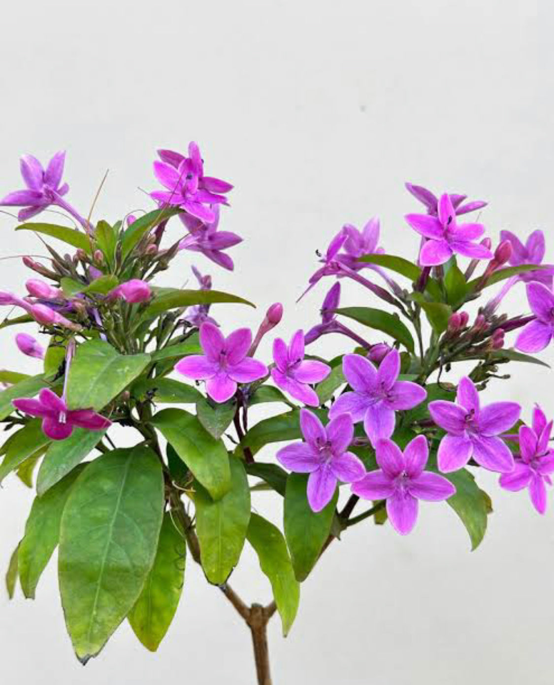 Violet Jasmine(Pseuderanthemum Kodia)