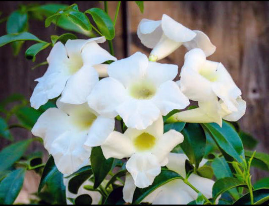 White Bower Vine Creeper