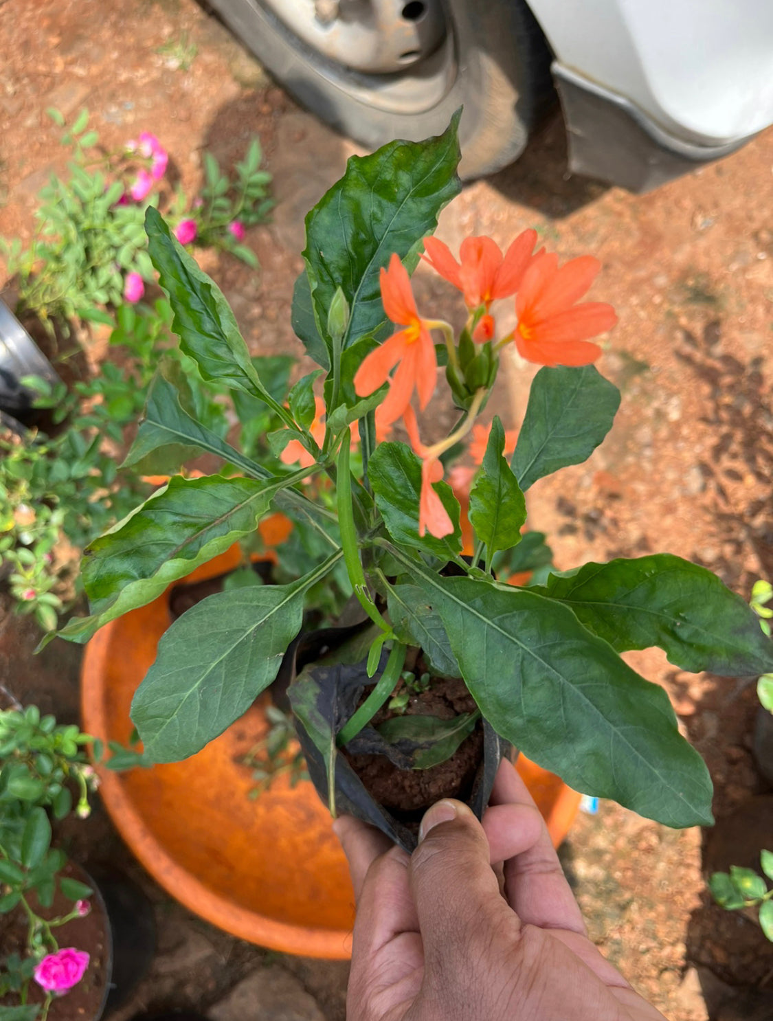 Crossandra orange Hybrid