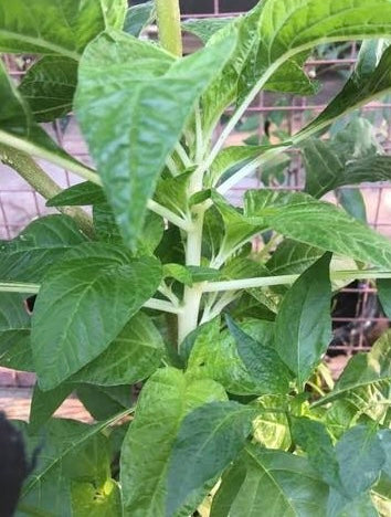 Milky Spinach(പാൽ ചീര)seed