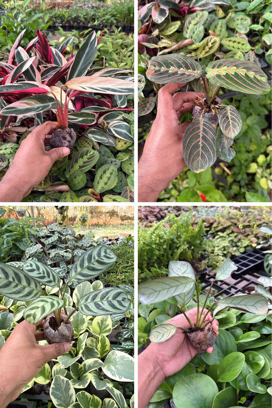 Maranta Combo (4 varieties )