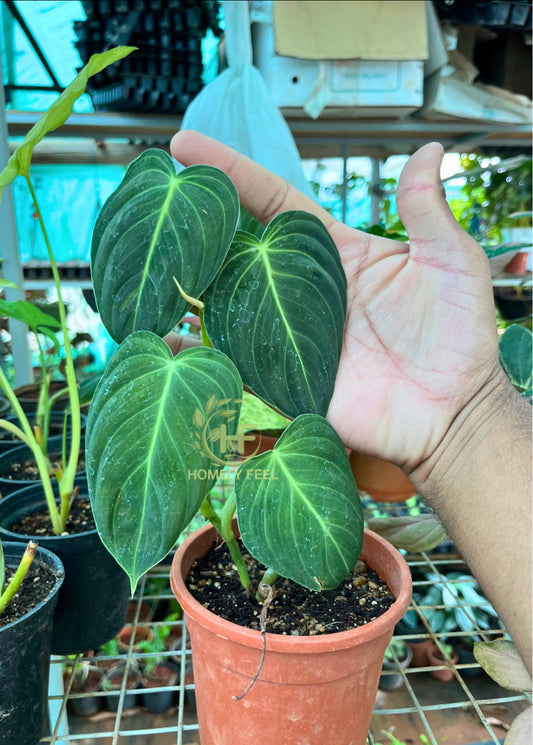 Philodendron Melanochrysum