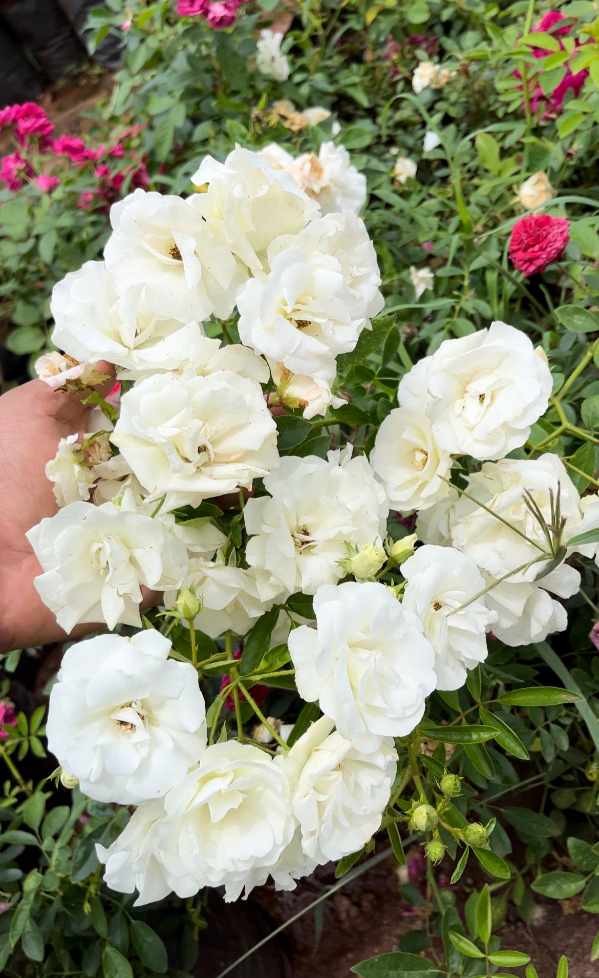 Creeper Summer Snow Rose(Own Rooted-Nadan)