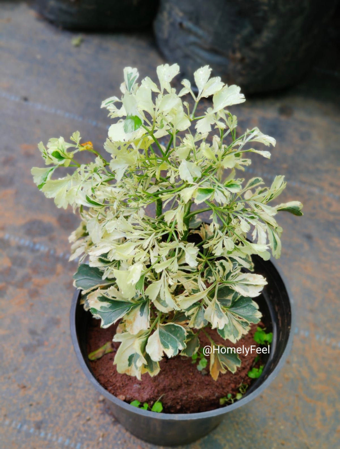Aralia Variegated More White