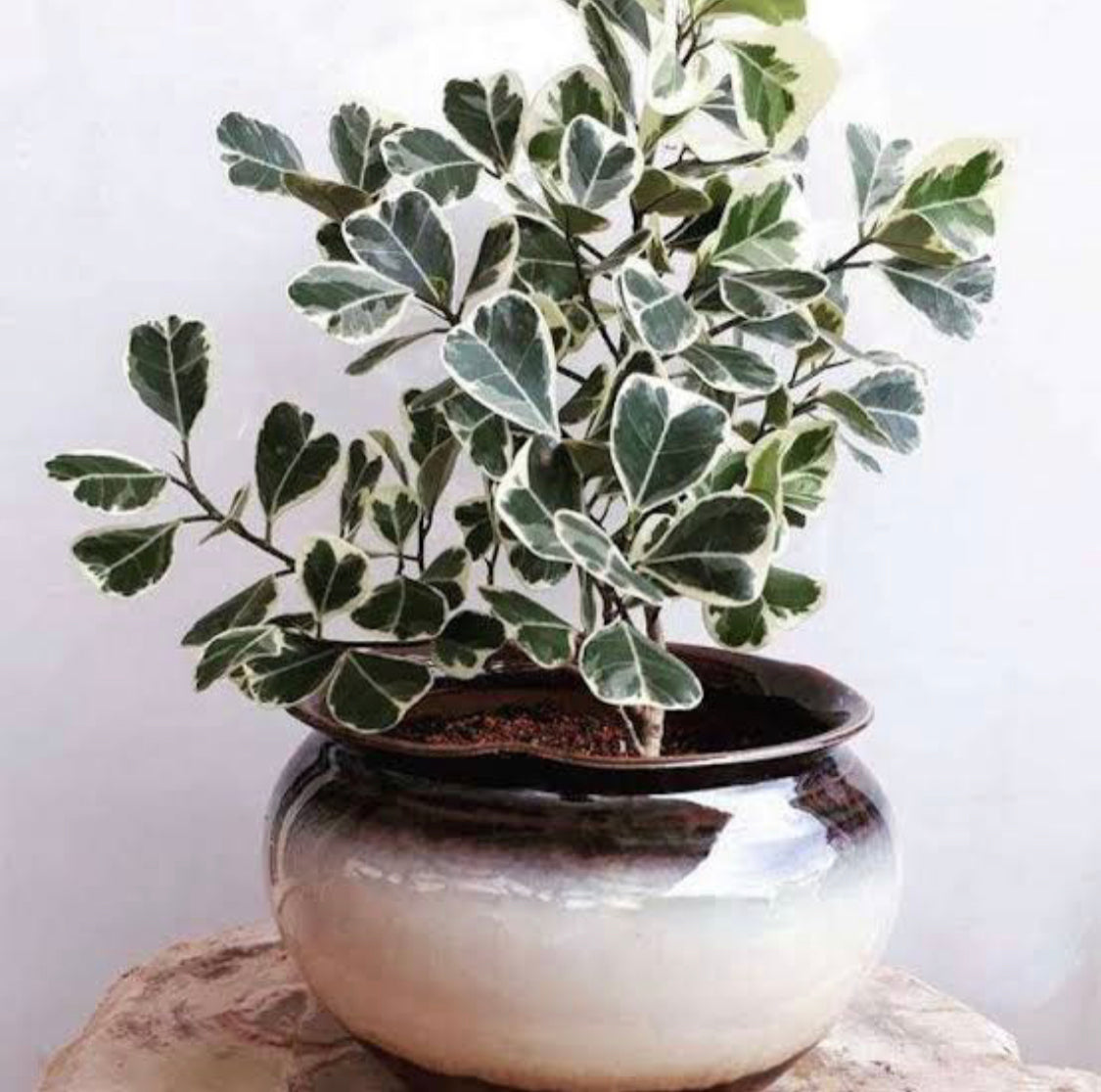 Ficus Triangularis