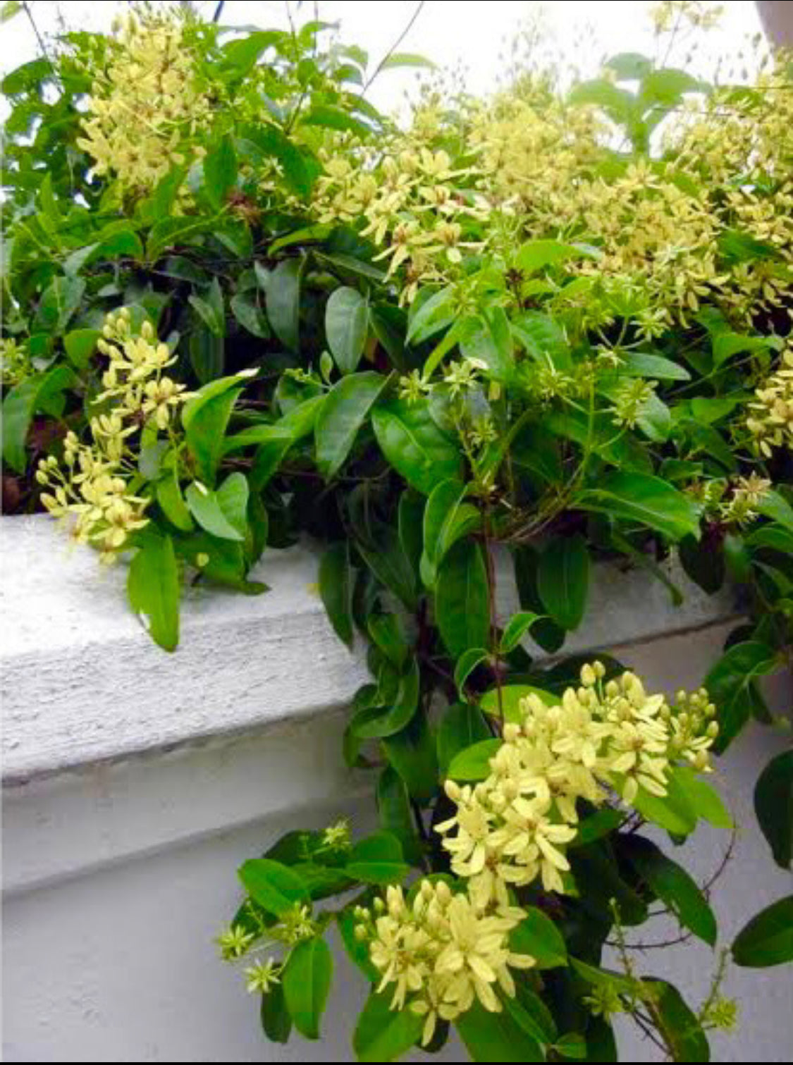 Australian Golden Vine(Bridal Yellow).