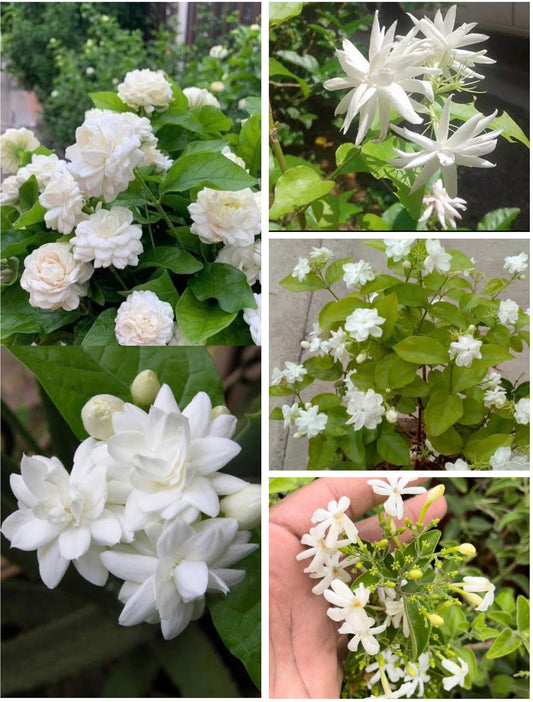 Jasmine Combo(5 Varieties)