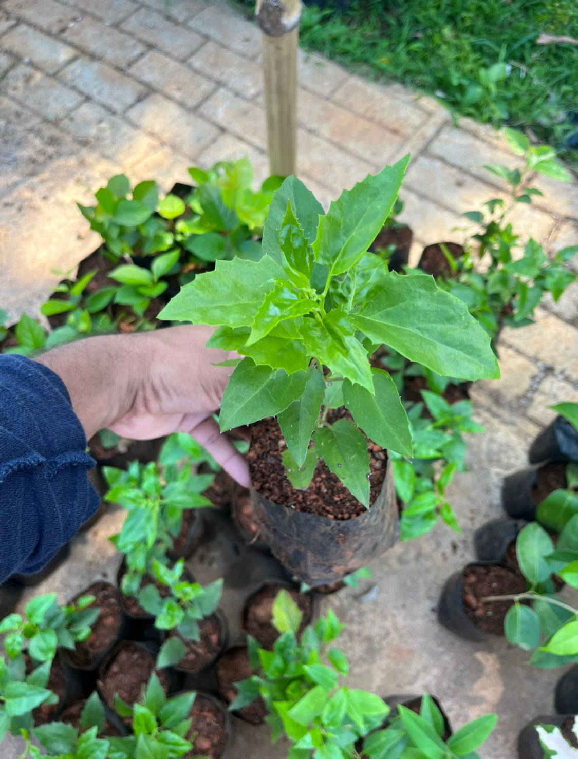 Mexican Flame Vine.