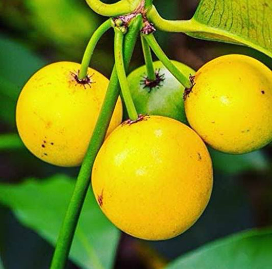 Baraba Fruit Plant