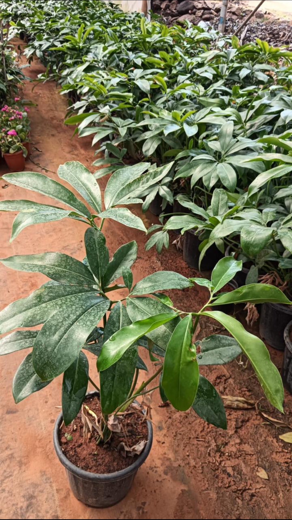 Philodendron Goeldii