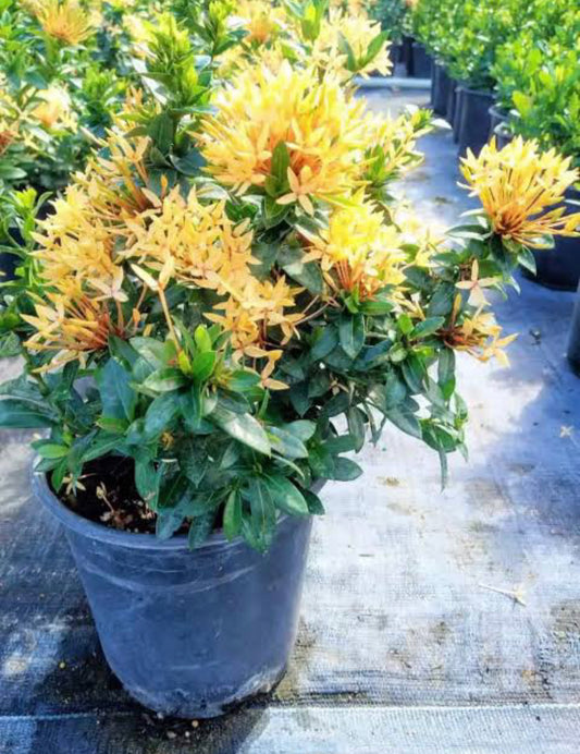 Ixora Yellow Dwarf