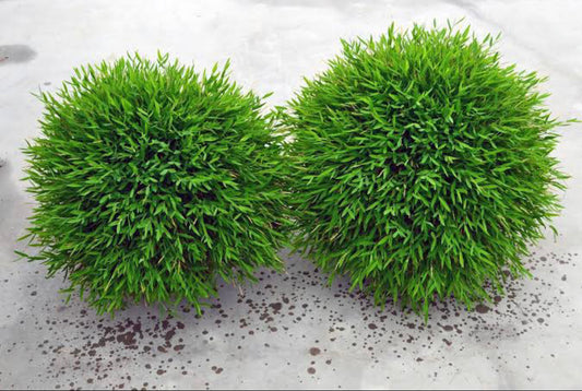 Bamboo Grass