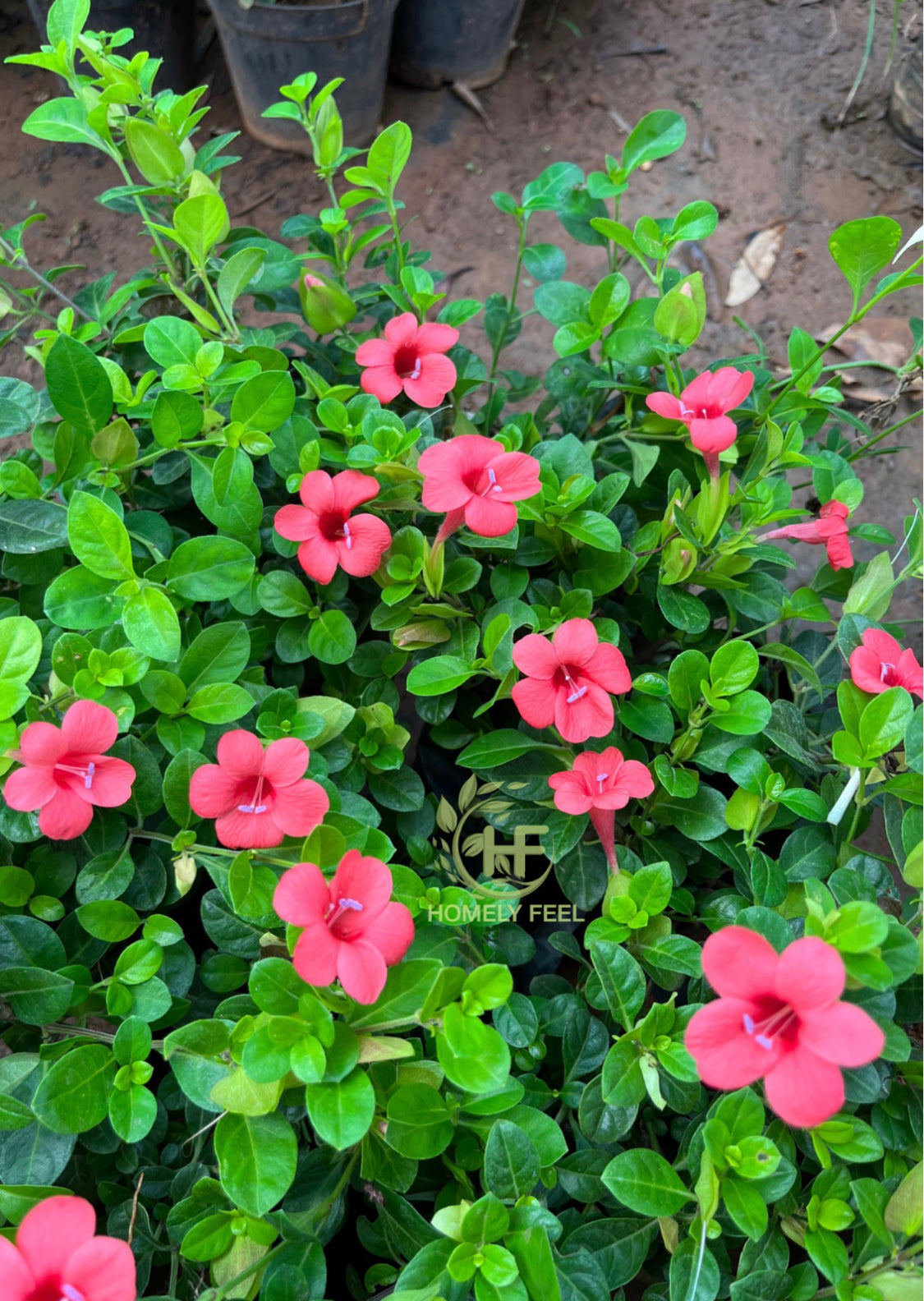 Barleria Repens Red