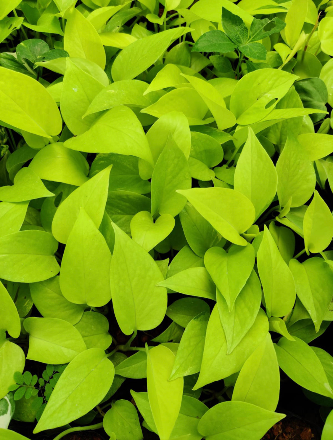 Neon Pothos(single shoot)