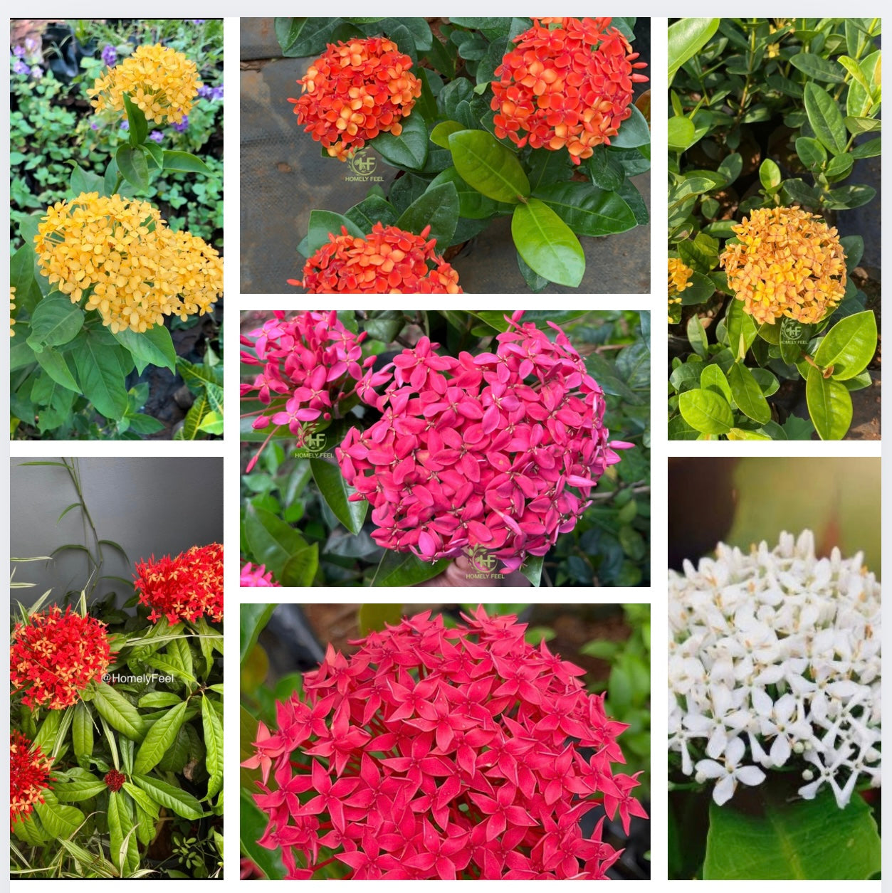 Ixora Combo(7 Varieties)