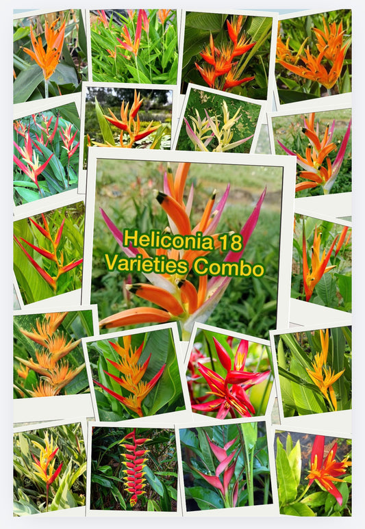 Heliconia Combo(18 varieties)