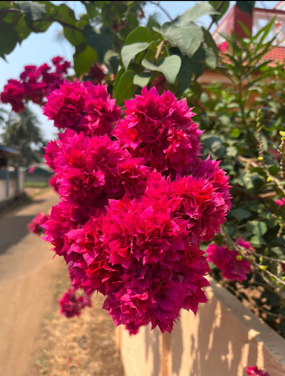 Bougainvillea Mahara Magenta