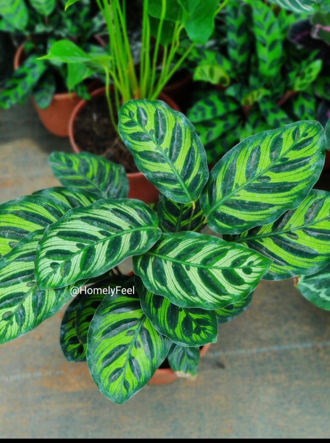 Calathea Makoyana.