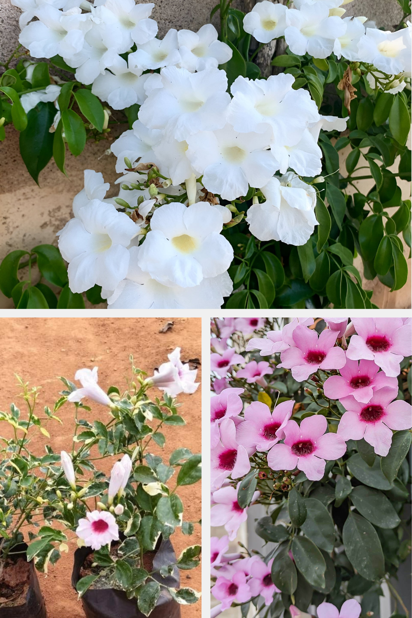 Bower vine combo(3 Varieties)