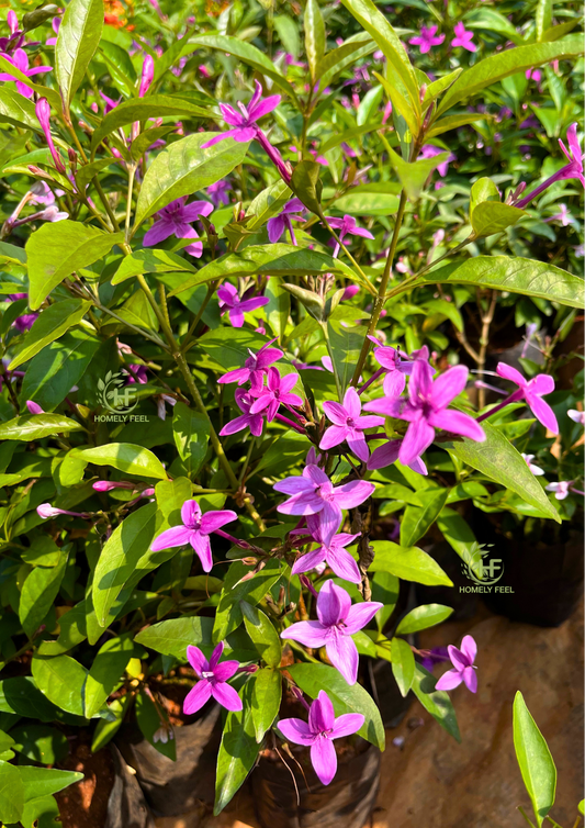 Violet Jasmine(Pseuderanthemum Kodia)