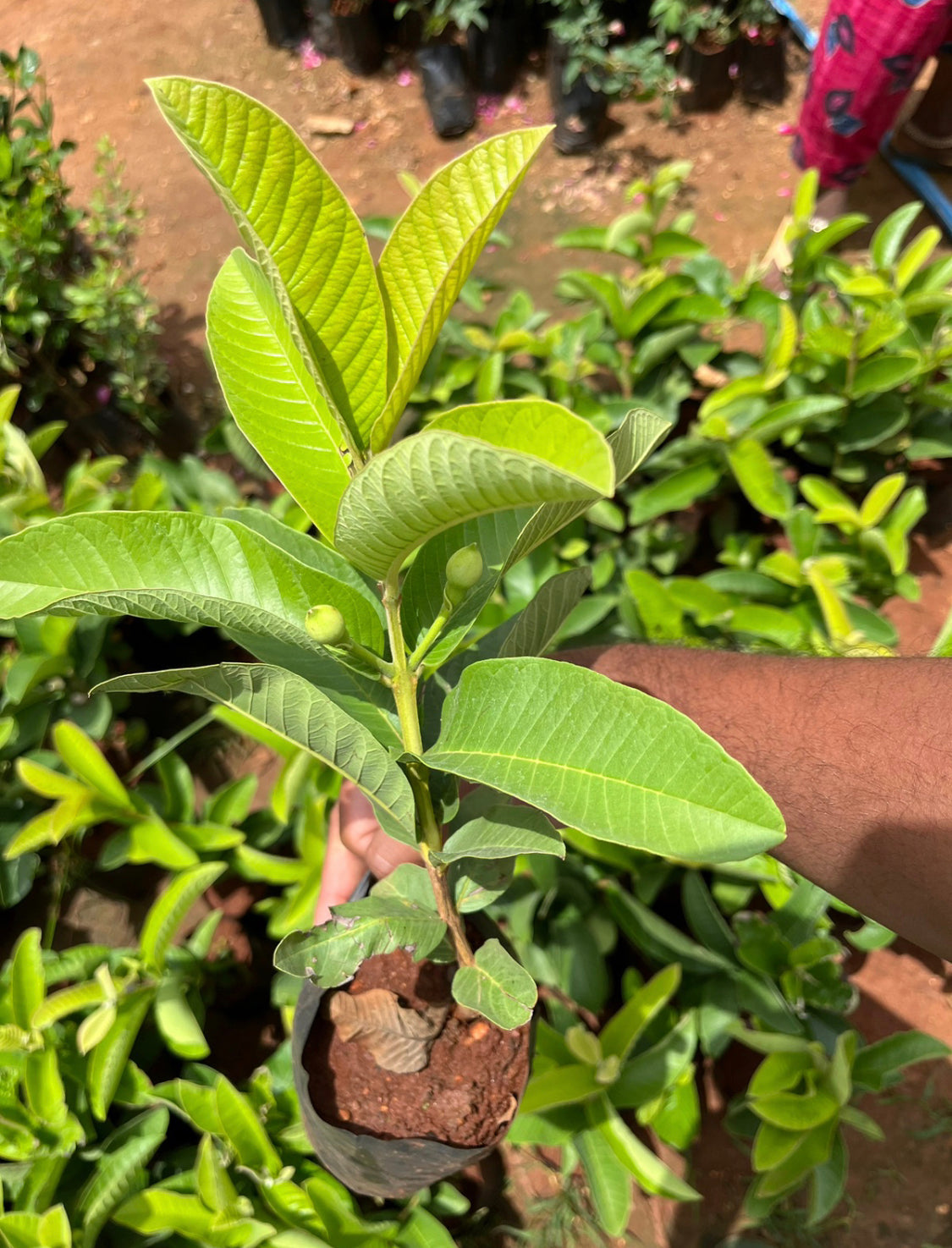 L49 Guava Layered (2 plants combo)
