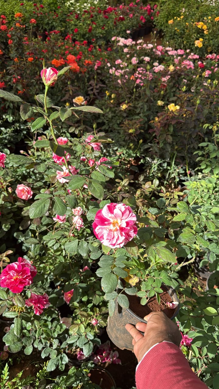Scentimental Rose(Scented)