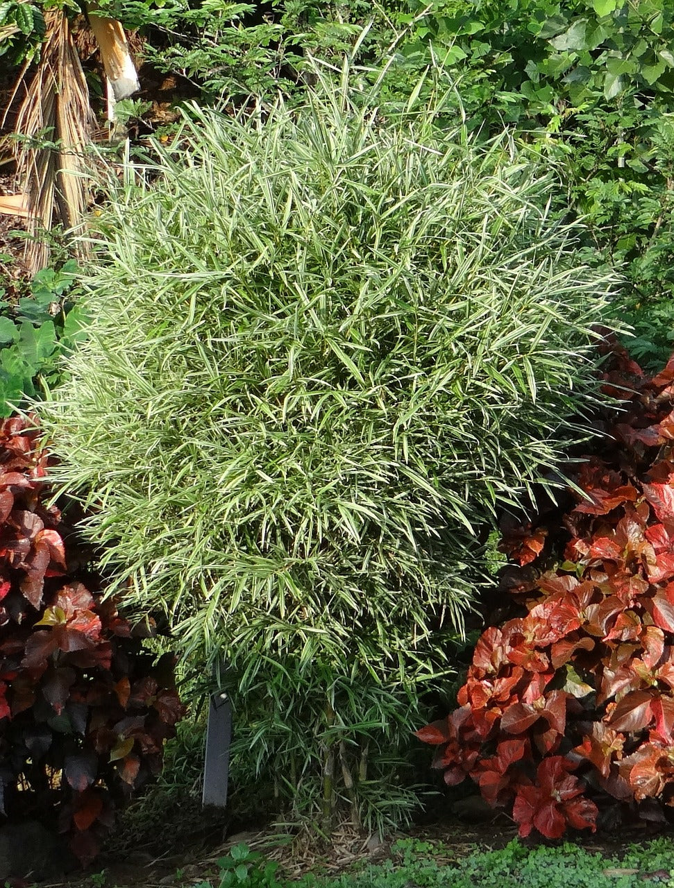 Variegated Bamboo