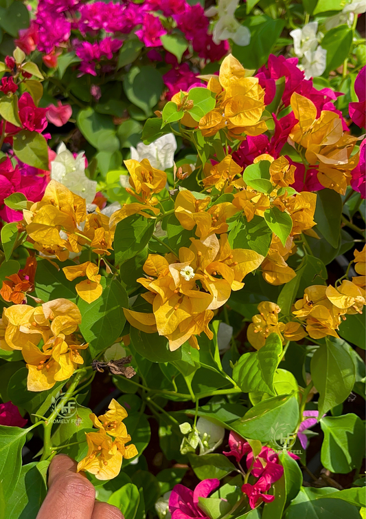 Bougainvillea Yellow